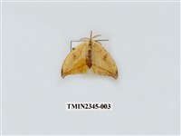 藏品(五倍樹鉤蛾)的圖片